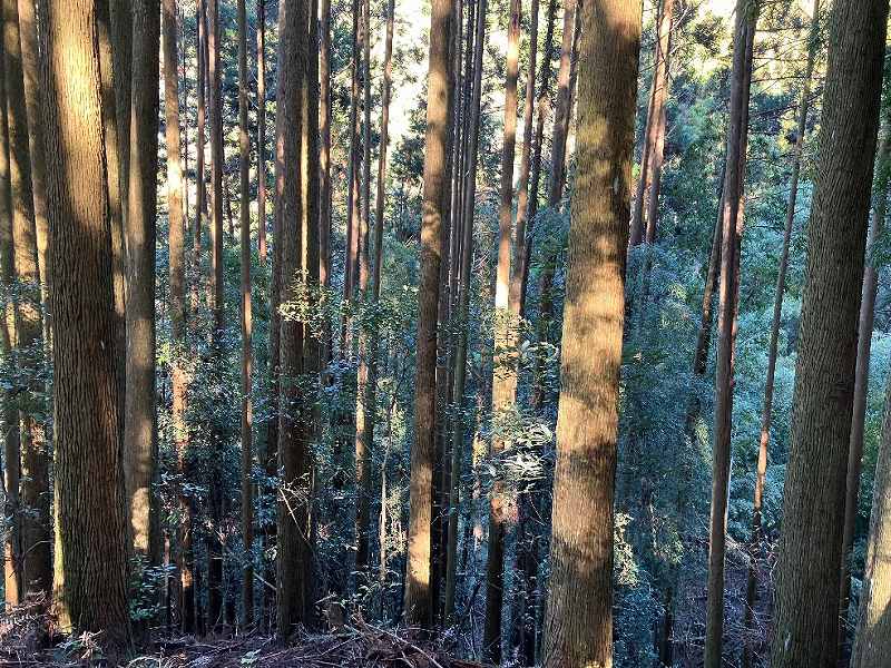 山林物件　熊本県水俣市深川