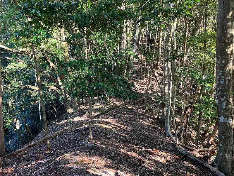 尾根沿いの様子