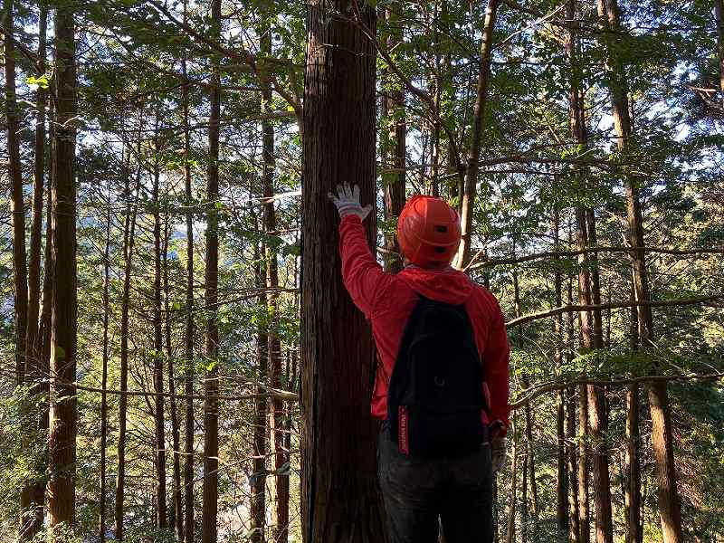 人工林・ヒノキ