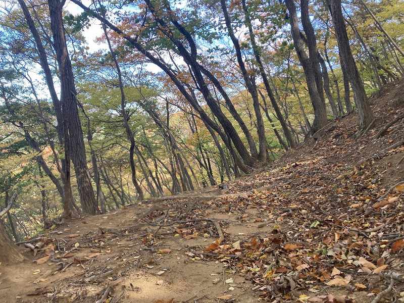 林内の平坦・緩斜面地