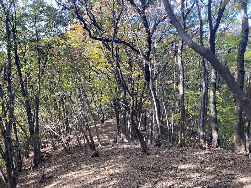 尾根沿いの様子※対象右側