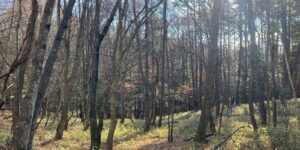 山林物件　長野県諏訪郡富士見町