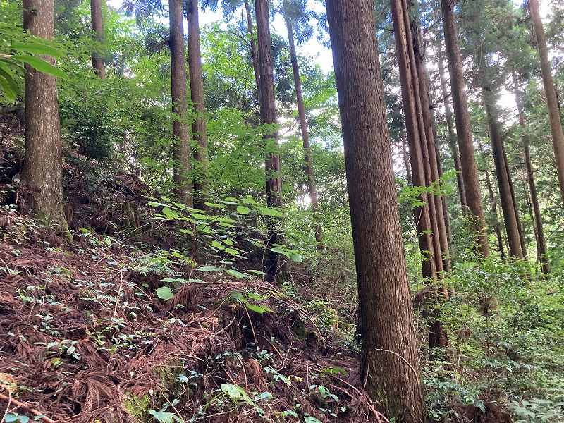 林内の様子