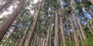 山林物件　高知県高岡郡檮原町