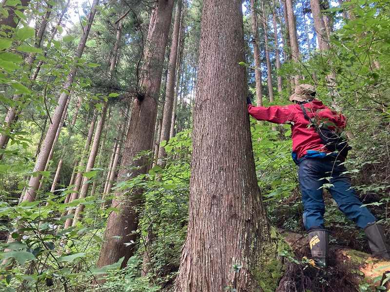 人工林・スギ②
