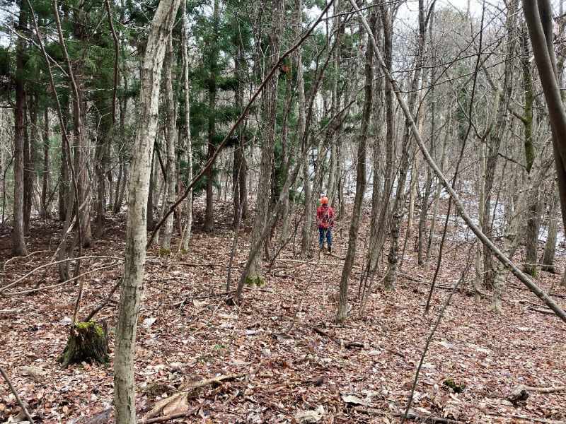 山林中腹の緩斜面地