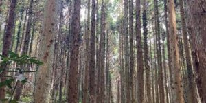 千葉市緑区板倉町