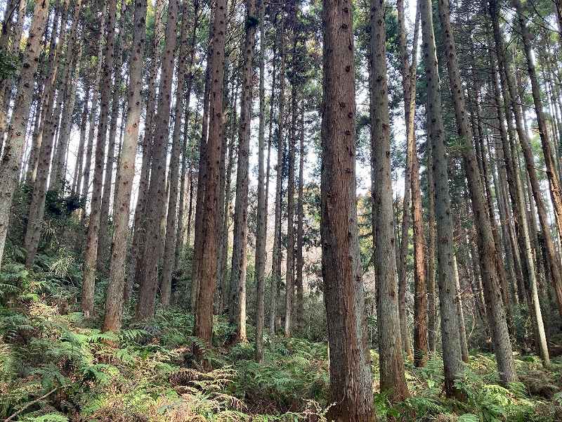 林内（東部分）