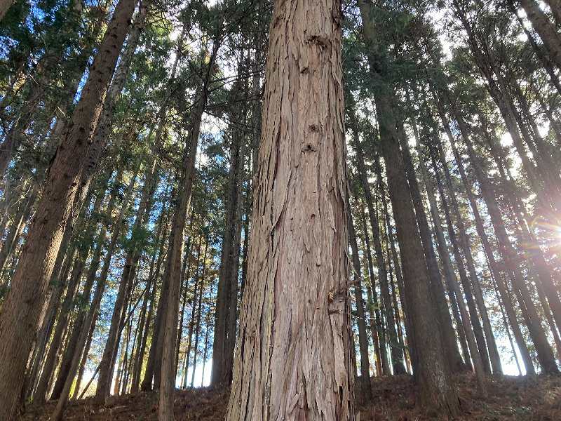 人工林・ヒノキ