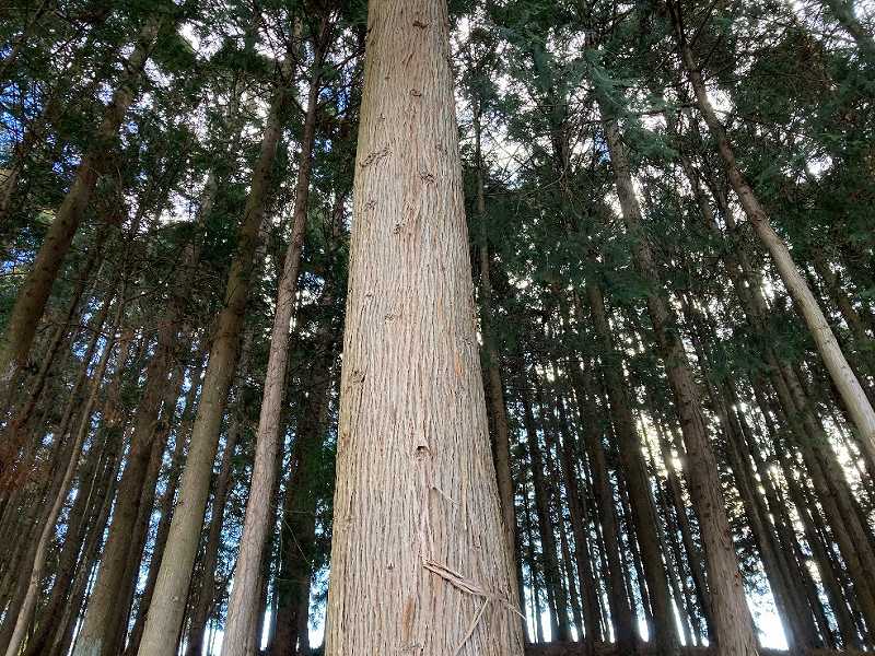 人工林・スギ