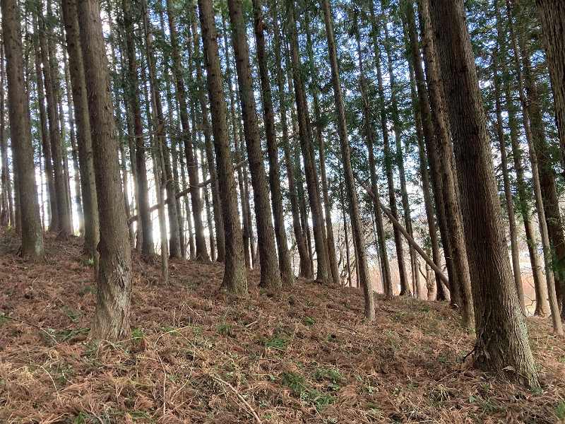 林内南側の様子