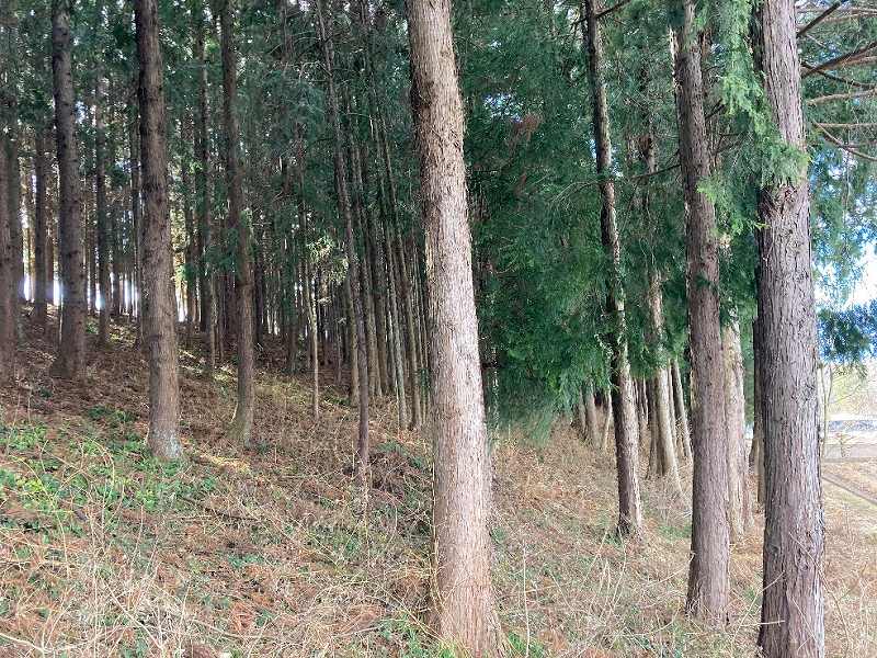 林内北側の様子