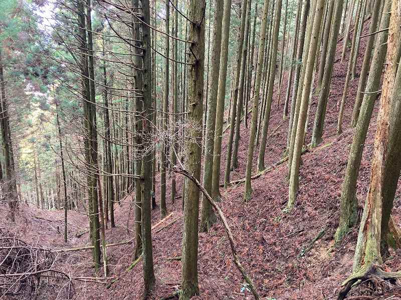 西側・谷沿いの様子※対象右