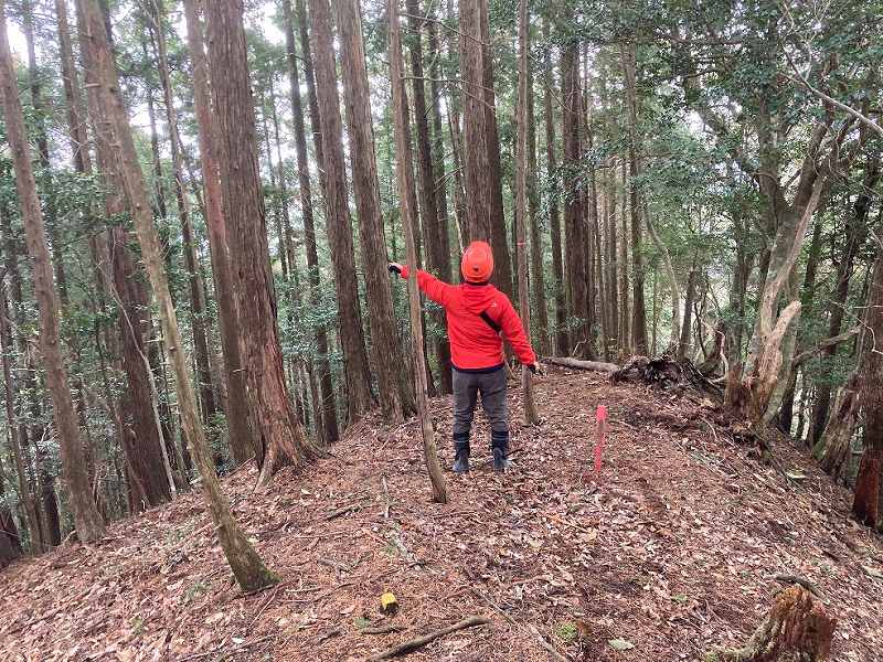 林内東側・尾根沿いの様子※対象左