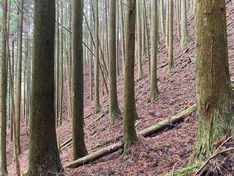 東側・林内の様子