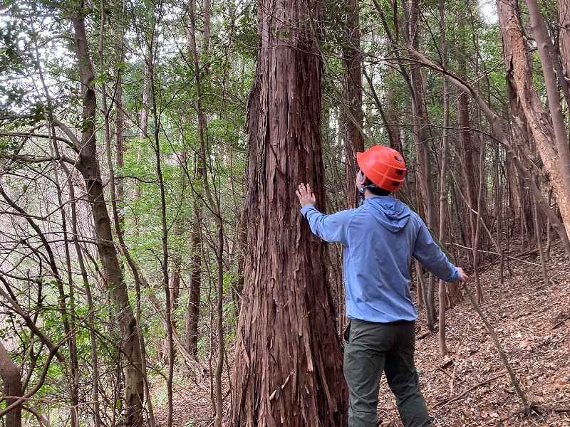 植林・ヒノキ