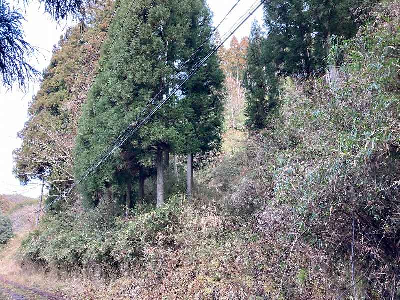 作業道入り口※対象外