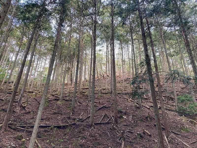 尾根付近のヒノキ