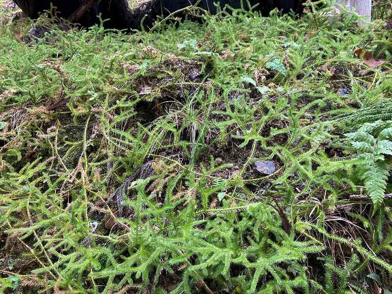 ヒカゲノカズラ