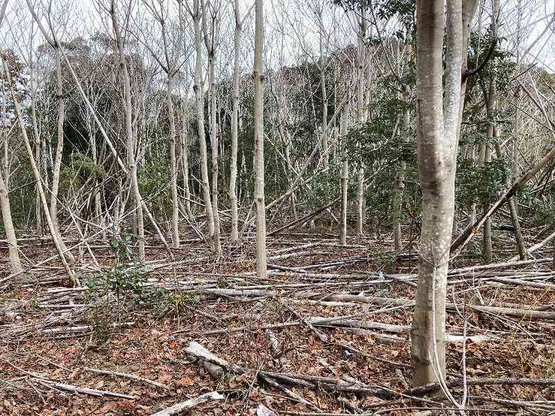 緩斜面地の様子