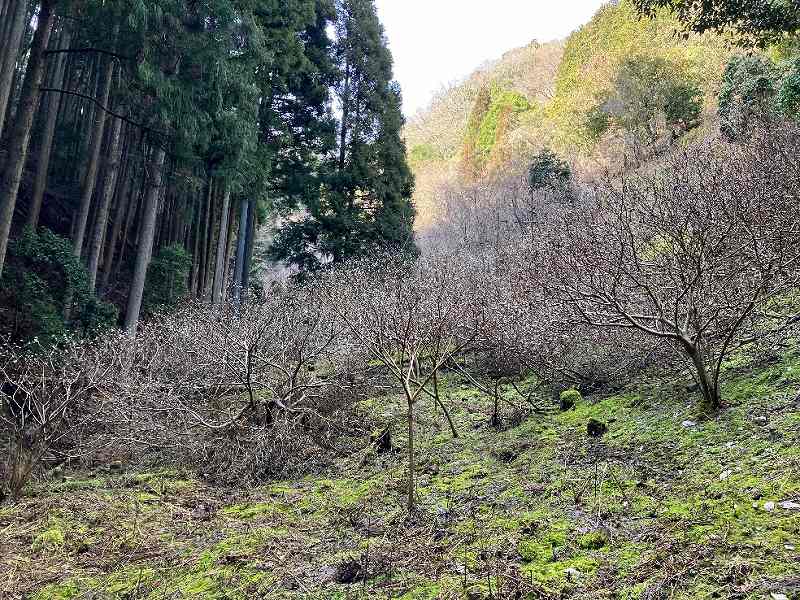 群生するミツマタ