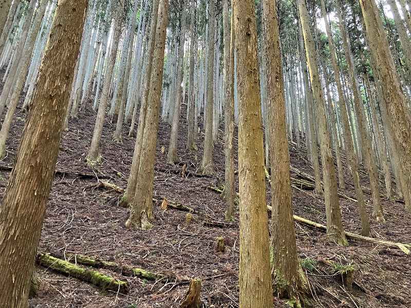 林内の様子②