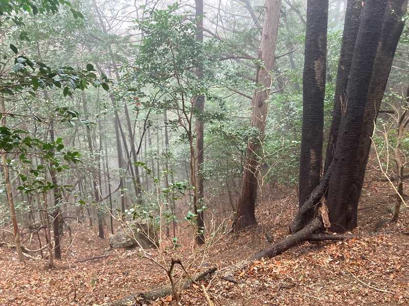 山頂付近の様子