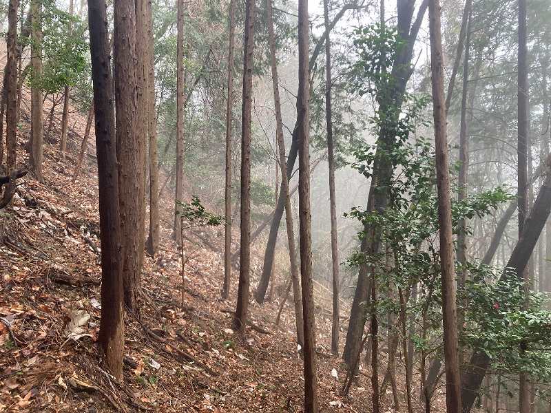 中腹付近の様子