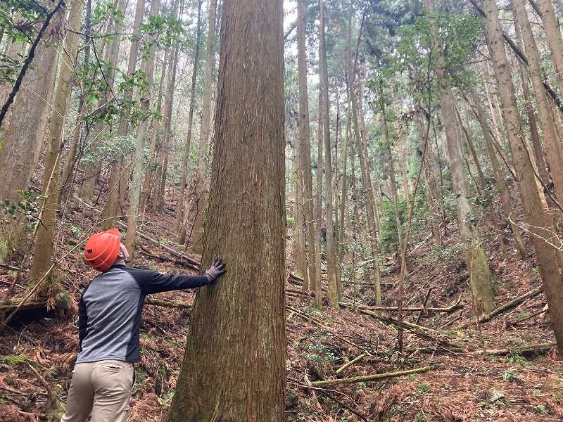 大径木・スギ