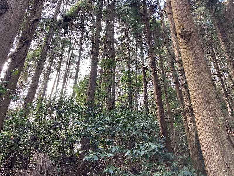 【西部分】林内