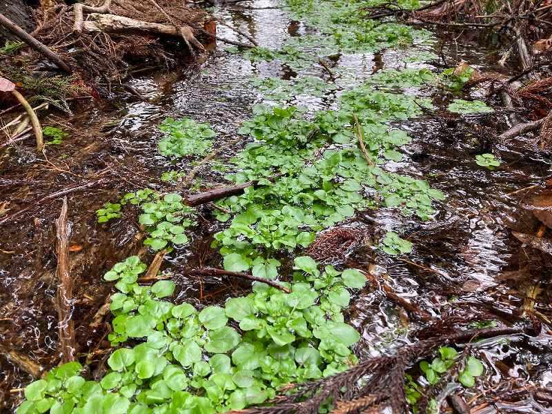 対象地内を流れる沢
