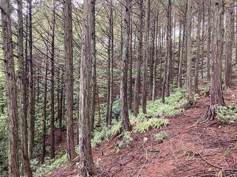 頂上付近の様子