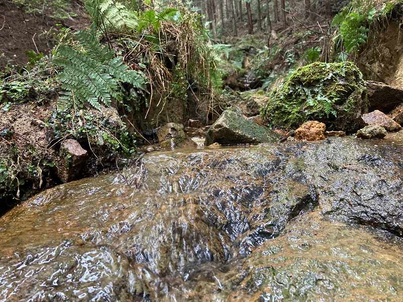 谷あいを流れる沢