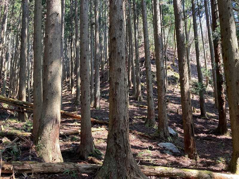 人工林・スギ⑴