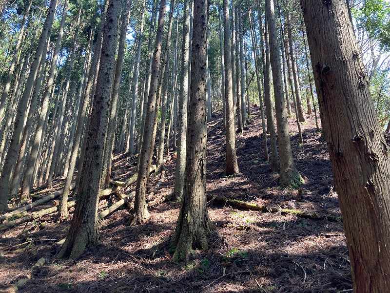 人工林・スギ⑵