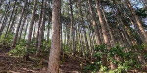 京都府福知山市夜久野町