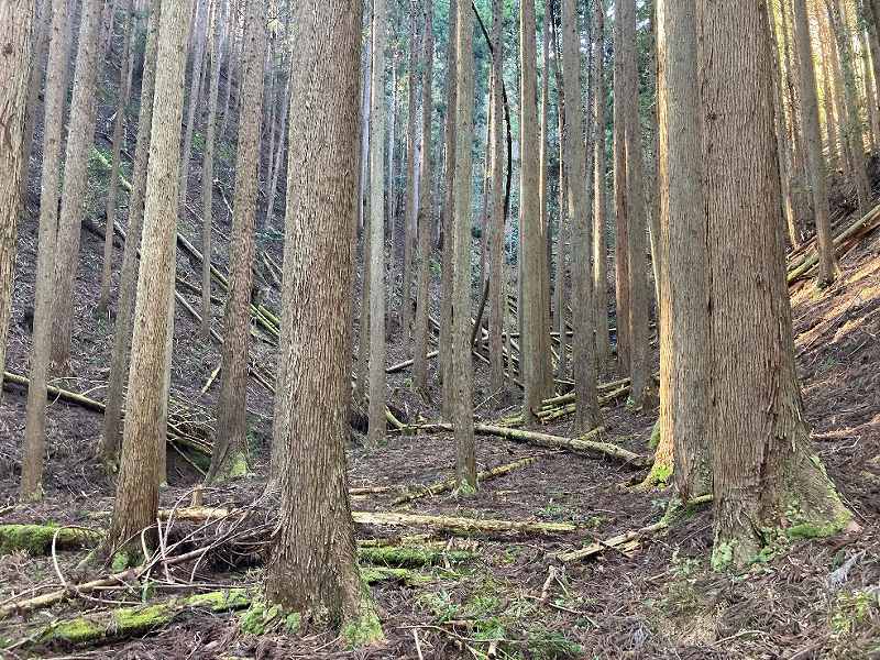 人工林・スギ