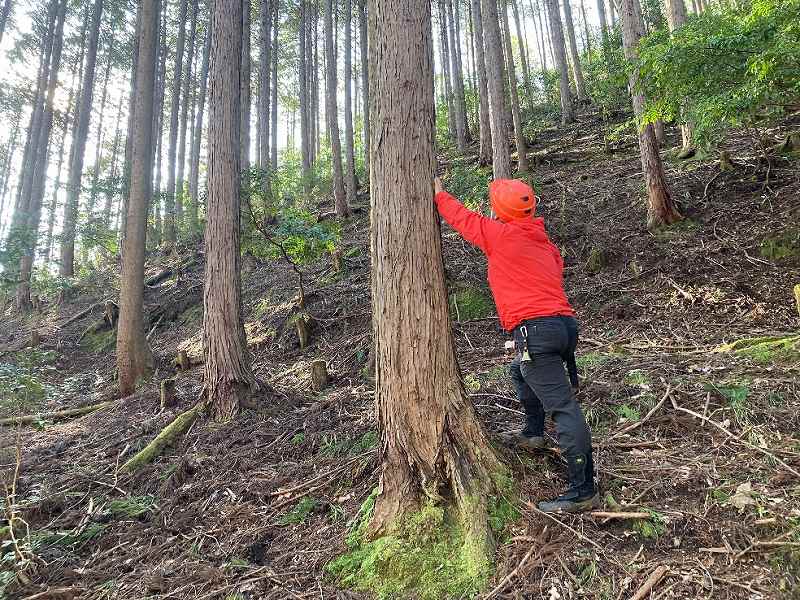 ヒノキの大径木