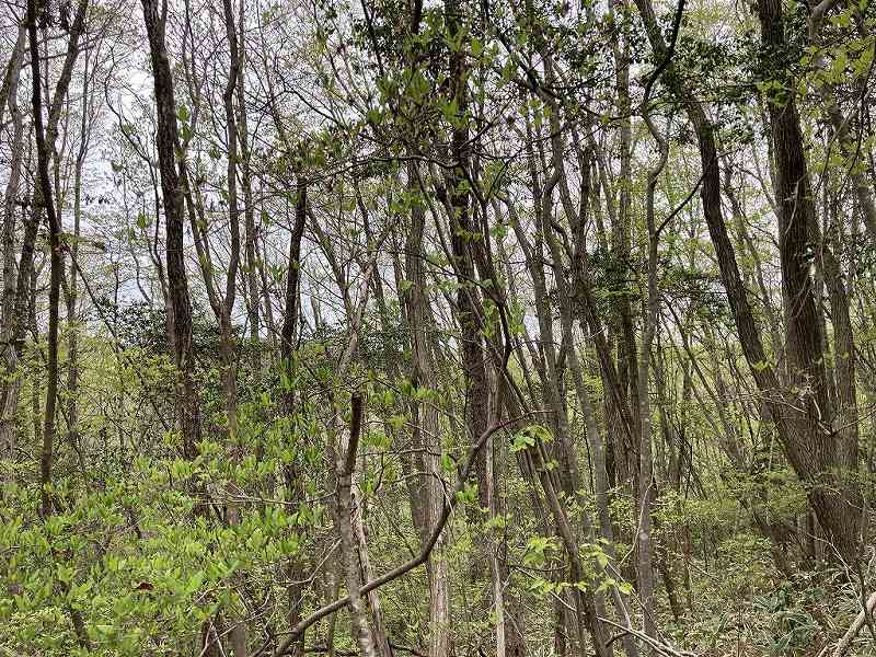 西側林内の様子