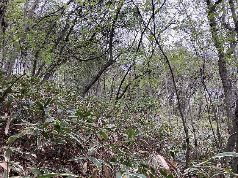 東側林内の様子