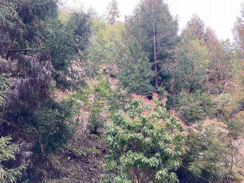 伐採跡の広葉樹