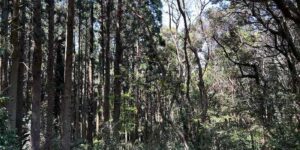 千葉県香取市田部