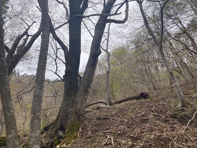 広葉樹林