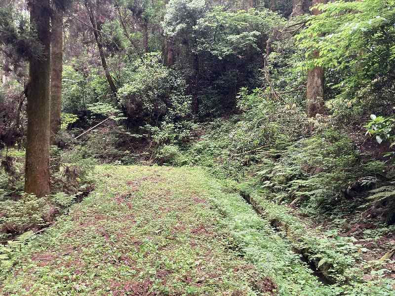 林内作業道の様子