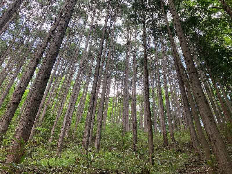 西側斜面・尾根付近