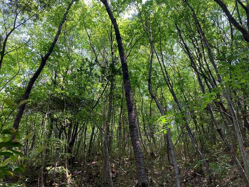 尾根の広葉樹