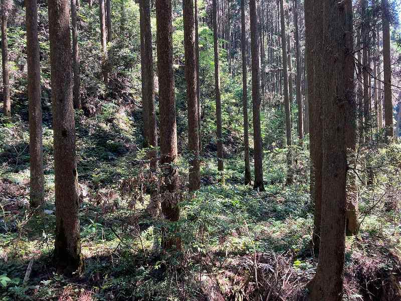 林内北側中央の平坦地