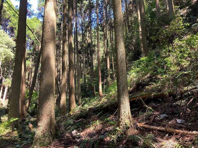 林内北東の平坦地