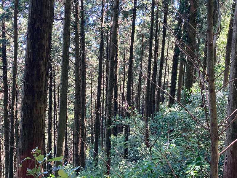 ヒノキの植林の様子