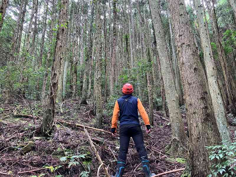 林内の様子
